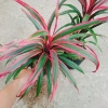 Cây Phát Tài Đỏ lá nhỏ - Cây cảnh phong thủy để bàn, độc đáo, giá chỉ 39.000₫, khuyến mãi hấp dẫn 8