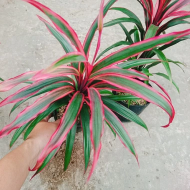 Cây Phát Tài Đỏ lá nhỏ - Cây cảnh phong thủy để bàn, độc đáo, giá chỉ 39.000₫, khuyến mãi hấp dẫn 8 Cây Phát Tài Đỏ lá nhỏ - Cây cảnh phong thủy để bàn, độc đáo, giá chỉ 39.000₫, khuyến mãi hấp dẫn 8
