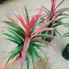 Cây Phát Tài Đỏ lá nhỏ - Cây cảnh phong thủy để bàn, độc đáo, giá chỉ 39.000₫, khuyến mãi hấp dẫn 9