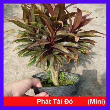 Cây Phát Tài Đỏ Mini - Cây cảnh để bàn phong thủy, may mắn tài lộc, giảm giá 14.000 VND (giá gốc 17.920 VND)