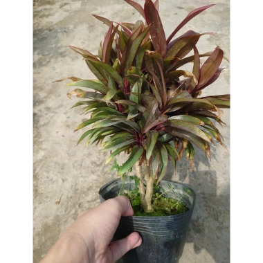 Cây Phát Tài Đỏ Mini - Cây cảnh để bàn phong thủy, may mắn tài lộc, giảm giá 14.000 VND (giá gốc 17.920 VND)