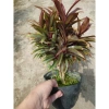 Cây Phát Tài Đỏ Mini - Cây cảnh để bàn phong thủy, may mắn tài lộc, giảm giá 14.000 VND (giá gốc 17.920 VND) 3