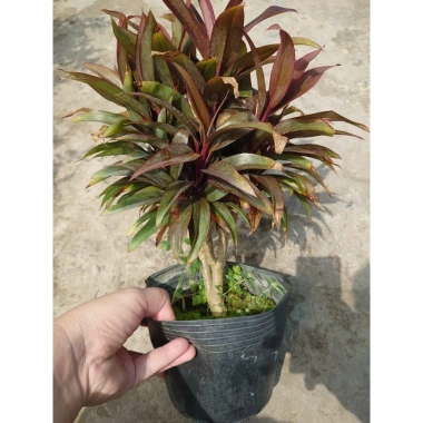 Cây Phát Tài Đỏ Mini - Cây cảnh để bàn phong thủy, may mắn tài lộc, giảm giá 14.000 VND (giá gốc 17.920 VND)