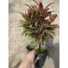 Cây Phát Tài Đỏ Mini - Cây cảnh để bàn phong thủy, may mắn tài lộc, giảm giá 14.000 VND (giá gốc 17.920 VND) 5