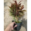 Cây Phát Tài Đỏ Mini - Cây cảnh để bàn phong thủy, may mắn tài lộc, giảm giá 14.000 VND (giá gốc 17.920 VND) 6