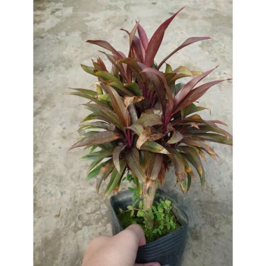 Cây Phát Tài Đỏ Mini - Cây cảnh để bàn phong thủy, may mắn tài lộc, giảm giá 14.000 VND (giá gốc 17.920 VND)
