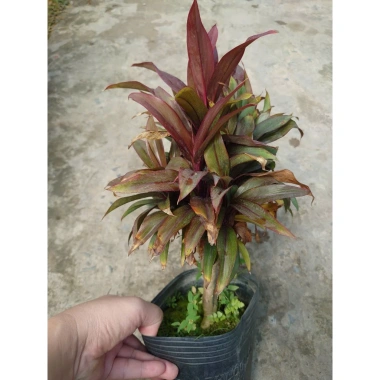Cây Phát Tài Đỏ Mini - Cây cảnh để bàn phong thủy, may mắn tài lộc, giảm giá 14.000 VND (giá gốc 17.920 VND)