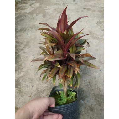 Cây Phát Tài Đỏ Mini - Cây cảnh để bàn phong thủy, may mắn tài lộc, giảm giá 14.000 VND (giá gốc 17.920 VND)