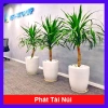 Cây Phát Tài Núi cao 40cm - Trang trí nội thất nhà, giá ưu đãi 86.000 VND
