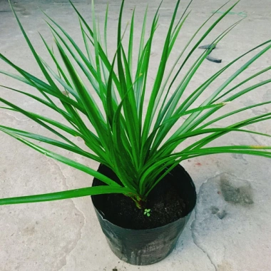 Cây Phát Tài Núi cao 40cm - Trang trí nội thất nhà, giá ưu đãi 86.000 VND