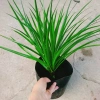 Cây Phát Tài Núi cao 40cm - Trang trí nội thất nhà, giá ưu đãi 86.000 VND 3