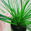 Cây Phát Tài Núi cao 40cm - Trang trí nội thất nhà, giá ưu đãi 86.000 VND 4
