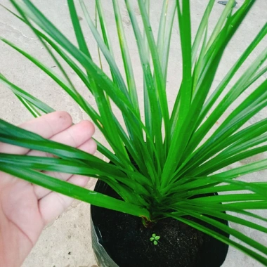 Cây Phát Tài Núi cao 40cm - Trang trí nội thất nhà, giá ưu đãi 86.000 VND 4 Cây Phát Tài Núi cao 40cm - Trang trí nội thất nhà, giá ưu đãi 86.000 VND 4