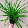 Cây Phát Tài Núi cao 40cm - Trang trí nội thất nhà, giá ưu đãi 86.000 VND 5