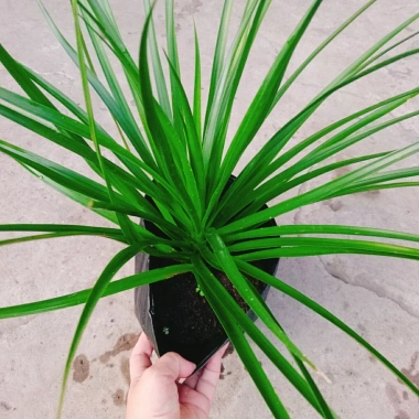 Cây Phát Tài Núi cao 40cm - Trang trí nội thất nhà, giá ưu đãi 86.000 VND 5 Cây Phát Tài Núi cao 40cm - Trang trí nội thất nhà, giá ưu đãi 86.000 VND 5