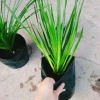 Cây Phát Tài Núi cao 40cm - Trang trí nội thất nhà, giá ưu đãi 86.000 VND 6