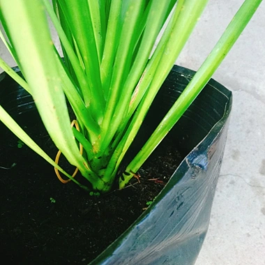 Cây Phát Tài Núi cao 40cm - Trang trí nội thất nhà, giá ưu đãi 86.000 VND 7 Cây Phát Tài Núi cao 40cm - Trang trí nội thất nhà, giá ưu đãi 86.000 VND 7