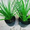 Cây Phát Tài Núi cao 40cm - Trang trí nội thất nhà, giá ưu đãi 86.000 VND 9