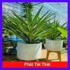 Cây Phát Tài Thái (Dứa Diệp Tiễn) - Cây phong thủy may mắn, giảm còn 55.000₫