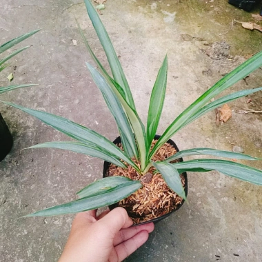 Cây Phát Tài Thái (Dứa Diệp Tiễn) - Cây phong thủy may mắn, giảm còn 55.000₫ 2