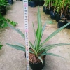 Cây Phát Tài Thái (Dứa Diệp Tiễn) - Cây phong thủy may mắn, giảm còn 55.000₫ 3