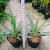 Cây Phát Tài Thái (Dứa Diệp Tiễn) - Cây phong thủy may mắn, giảm còn 55.000₫ 4