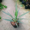 Cây Phát Tài Thái (Dứa Diệp Tiễn) - Cây phong thủy may mắn, giảm còn 55.000₫ 5