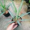 Cây Phát Tài Thái (Dứa Diệp Tiễn) - Cây phong thủy may mắn, giảm còn 55.000₫ 6