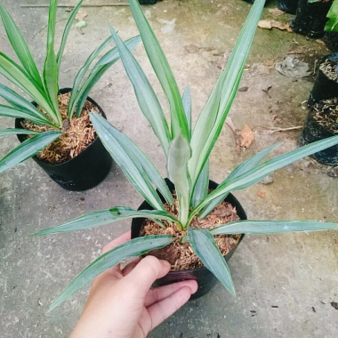 Cây Phát Tài Thái (Dứa Diệp Tiễn) - Cây phong thủy may mắn, giảm còn 55.000₫ 6