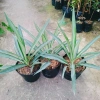 Cây Phát Tài Thái (Dứa Diệp Tiễn) - Cây phong thủy may mắn, giảm còn 55.000₫ 7