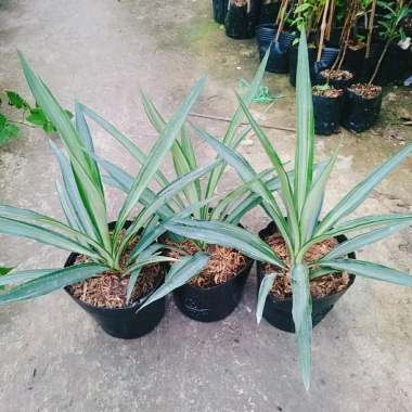 Cây Phát Tài Thái (Dứa Diệp Tiễn) - Cây phong thủy may mắn, giảm còn 55.000₫ 7