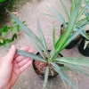 Cây Phát Tài Thái (Dứa Diệp Tiễn) - Cây phong thủy may mắn, giảm còn 55.000₫ 8