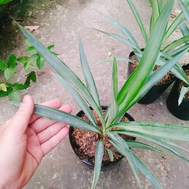 Cây Phát Tài Thái (Dứa Diệp Tiễn) - Cây phong thủy may mắn, giảm còn 55.000₫ 8