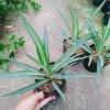 Cây Phát Tài Thái (Dứa Diệp Tiễn) - Cây phong thủy may mắn, giảm còn 55.000₫ 9
