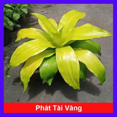 Cây Phát Tài Vàng - Cây cảnh để bàn phong thủy, may mắn tài lộc, giảm giá 55.000đ