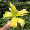Cây Phát Tài Vàng - Cây cảnh để bàn phong thủy, may mắn tài lộc, giảm giá 55.000đ 2