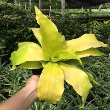 Cây Phát Tài Vàng - Cây cảnh để bàn phong thủy, may mắn tài lộc, giảm giá 55.000đ 2 Cây Phát Tài Vàng - Cây cảnh để bàn phong thủy, may mắn tài lộc, giảm giá 55.000đ 2