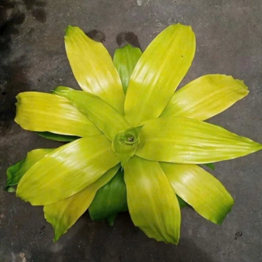 Cây Phát Tài Vàng - Cây cảnh để bàn phong thủy, may mắn tài lộc, giảm giá 55.000đ 3 Cây Phát Tài Vàng - Cây cảnh để bàn phong thủy, may mắn tài lộc, giảm giá 55.000đ 3