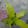 Cây Phát Tài Vàng - Cây cảnh để bàn phong thủy, may mắn tài lộc, giảm giá 55.000đ 4