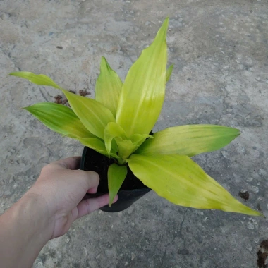Cây Phát Tài Vàng - Cây cảnh để bàn phong thủy, may mắn tài lộc, giảm giá 55.000đ