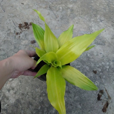 Cây Phát Tài Vàng - Cây cảnh để bàn phong thủy, may mắn tài lộc, giảm giá 55.000đ