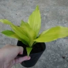 Cây Phát Tài Vàng - Cây cảnh để bàn phong thủy, may mắn tài lộc, giảm giá 55.000đ 7