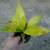 Cây Phát Tài Vàng - Cây cảnh để bàn phong thủy, may mắn tài lộc, giảm giá 55.000đ 8