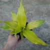 Cây Phát Tài Vàng - Cây cảnh để bàn phong thủy, may mắn tài lộc, giảm giá 55.000đ 9