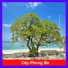Cây Phong Ba - Cây cảnh sân vườn trồng nền, sức sống mãnh liệt, giao chậu nhựa, chỉ 25.000đ (giá gốc 32.500đ)