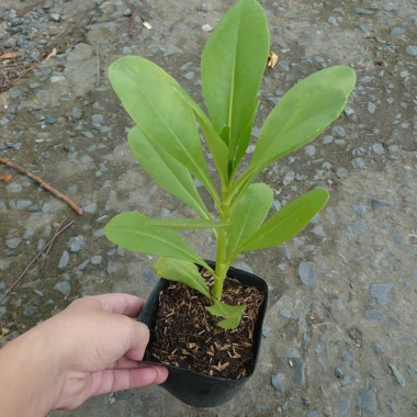 Cây Phong Ba - Cây cảnh sân vườn trồng nền, sức sống mãnh liệt, giao chậu nhựa, chỉ 25.000đ (giá gốc 32.500đ) 3
