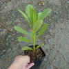 Cây Phong Ba - Cây cảnh sân vườn trồng nền, sức sống mãnh liệt, giao chậu nhựa, chỉ 25.000đ (giá gốc 32.500đ) 4