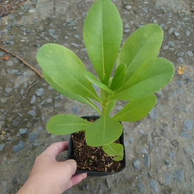 Cây Phong Ba - Cây cảnh sân vườn trồng nền, sức sống mãnh liệt, giao chậu nhựa, chỉ 25.000đ (giá gốc 32.500đ) 6