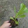 Cây Phong Ba - Cây cảnh sân vườn trồng nền, sức sống mãnh liệt, giao chậu nhựa, chỉ 25.000đ (giá gốc 32.500đ) 7