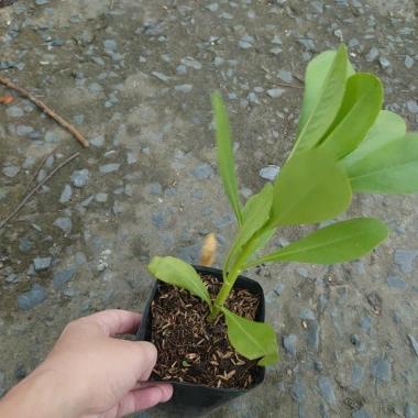 Cây Phong Ba - Cây cảnh sân vườn trồng nền, sức sống mãnh liệt, giao chậu nhựa, chỉ 25.000đ (giá gốc 32.500đ) 7